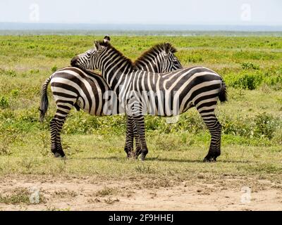 Serengeti-Nationalpark, Tansania, Afrika - 1. März 2020: Zebras paarweise am Straßenrand Stockfoto