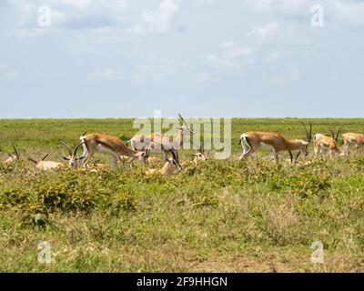 Serengeti-Nationalpark, Tansania, Afrika - 1. März 2020: Thompson Gazellen ruhen auf der Savanne Stockfoto