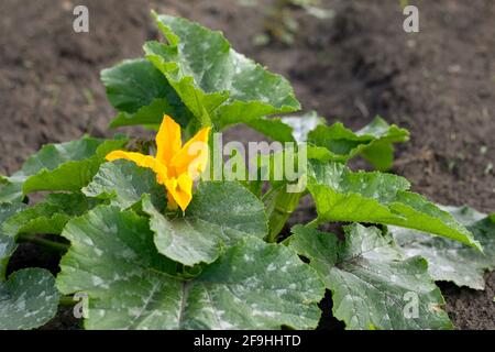 Nahaufnahme der gelben Zucchini-Blume mit grünen Blättern in weißen Flecken auf dem Hintergrund des Gartengrunds. Enzyklopädie von Pflanzen oder Krankheiten von Setzlingen. P Stockfoto