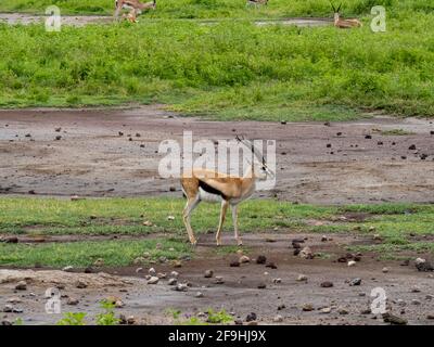 Ngorongoro Krater, Tansania, Afrika - 1. März 2020: Grant's Gazelle ruht auf der Savanne Stockfoto