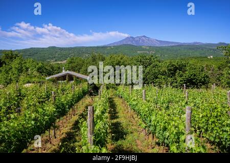 Sizilianische Weinberge mit Ätna-Vulkanausbruch im Hintergrund in Sizilien, Italien Stockfoto