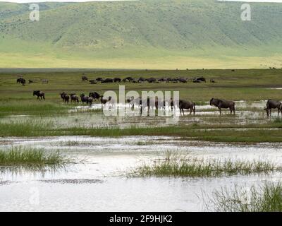 Ngorongoro-Krater, Tansania, Afrika - 1. März 2020: Gnus ziehen durch Wasser im Ngorongoro-Krater Stockfoto