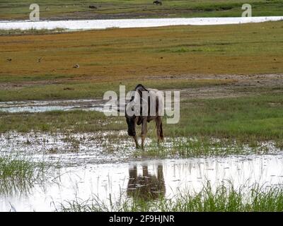 Ngorongoro-Krater, Tansania, Afrika - 1. März 2020: Gnus ziehen durch Wasser im Ngorongoro-Krater Stockfoto