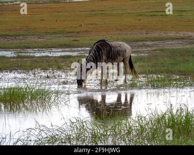 Ngorongoro-Krater, Tansania, Afrika - 1. März 2020: Gnus ziehen durch Wasser im Ngorongoro-Krater Stockfoto