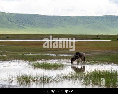 Ngorongoro-Krater, Tansania, Afrika - 1. März 2020: Gnus ziehen durch Wasser im Ngorongoro-Krater Stockfoto