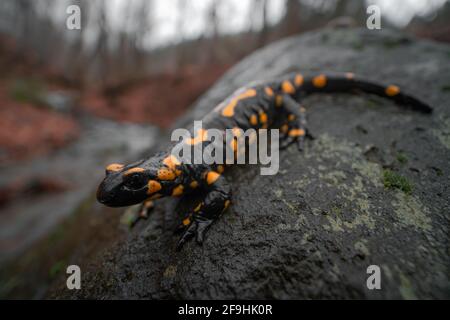 Nahaufnahme des Feuersalamanders (Salamandra salamandra), der auf nassem grauen Stein sitzt. Herbstwald im Hintergrund. Geringe Tiefe von Stockfoto