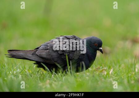Nahaufnahme der Felstaube (Columba livia), die im grünen Gras steht. Isoliert. Geringe Schärfentiefe Stockfoto