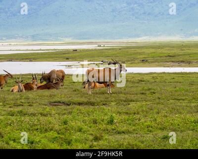 Ngorongoro Krater, Tansania, Afrika - 1. März 2020: Elands, die am See ruhen Stockfoto