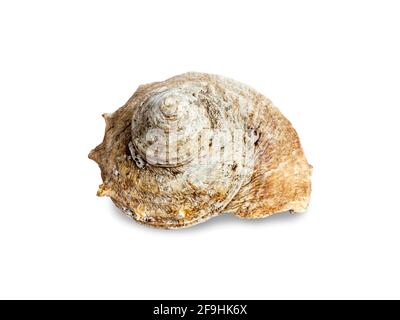 Seashell isoliert auf weißem Hintergrund. Schöne natürliche Form der Meeresmuschel. Stockfoto