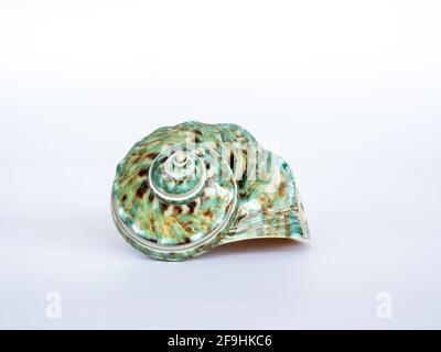 Seashell isoliert auf weißem Hintergrund. Schöne natürliche Form der Meeresmuschel. Stockfoto