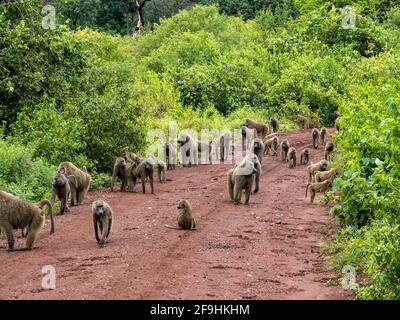 Lake Manyara, Tansania, Afrika - 2. März 2020: Paviane am Straßenrand Stockfoto