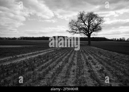 Einige der ländlichen Gebiete Großbritanniens in den Feldern von Knebworth In schwarz-weißer Fine Art Form Stockfoto