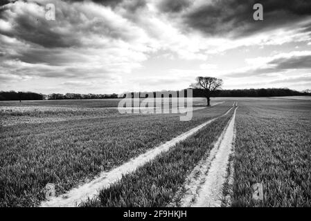 Einige der ländlichen Gebiete Großbritanniens in den Feldern von Knebworth In schwarz-weißer Fine Art Form Stockfoto