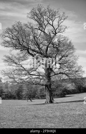 Einige der ländlichen Gebiete Großbritanniens in den Feldern von Knebworth In schwarz-weißer Fine Art Form Stockfoto