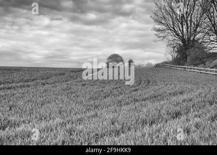 Einige der ländlichen Gebiete Großbritanniens in den Feldern von Knebworth In schwarz-weißer Fine Art Form Stockfoto