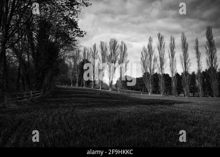 Einige der ländlichen Gebiete Großbritanniens in den Feldern von Knebworth In schwarz-weißer Fine Art Form Stockfoto