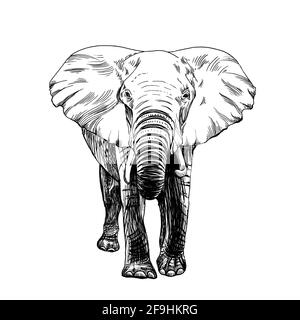 Handgezeichneter Elefant, Skizzengrafiken monochrome Illustration auf weißem Hintergrund (Originale, keine Zeichnung) Stockfoto