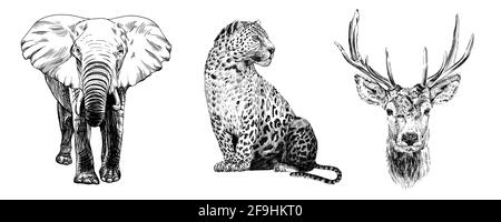 Handgezeichneter Elefant, Leopard und Hirsch, Skizzengrafiken monochrome Illustration auf weißem Hintergrund (Originale, keine Zeichnung) Stockfoto