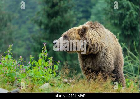 Wilder Braunbär (Ursus Arctos) im Wald. Wildes Tier . Stockfoto