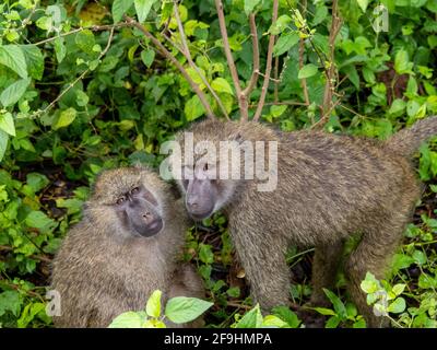 Lake Manyara, Tansania, Afrika - 2. März 2020: Paviane am Straßenrand Stockfoto