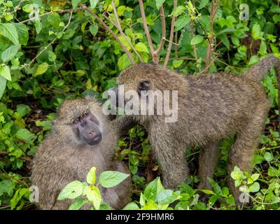 Lake Manyara, Tansania, Afrika - 2. März 2020: Paviane am Straßenrand Stockfoto