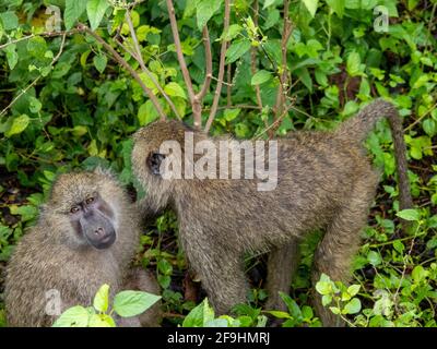 Lake Manyara, Tansania, Afrika - 2. März 2020: Paviane am Straßenrand Stockfoto