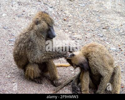 Lake Manyara, Tansania, Afrika - 2. März 2020: Paviane am Straßenrand Stockfoto