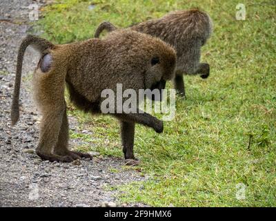 Lake Manyara, Tansania, Afrika - 2. März 2020: Paviane am Straßenrand Stockfoto