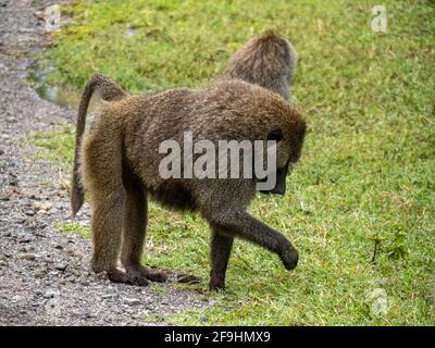 Lake Manyara, Tansania, Afrika - 2. März 2020: Paviane am Straßenrand Stockfoto