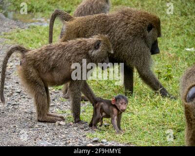 Lake Manyara, Tansania, Afrika - 2. März 2020: Paviane am Straßenrand Stockfoto