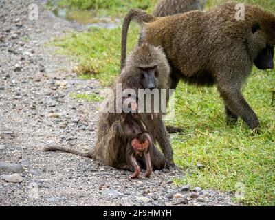 Lake Manyara, Tansania, Afrika - 2. März 2020: Paviane am Straßenrand Stockfoto