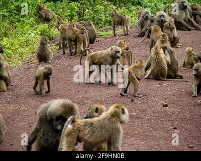 Lake Manyara, Tansania, Afrika - 2. März 2020: Paviane am Straßenrand Stockfoto