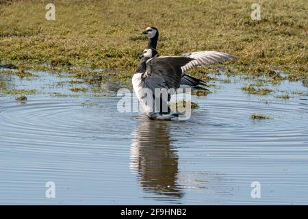 Zwei Weißwangengänse stehen im See. Sie tanzen mit ausgebreiteten Flügeln in der Sonne, Spiegelungen im Wasser Stockfoto