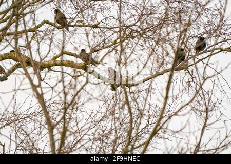 Stare, Sturnus vulgaris auf einem Ast im Baum. Blauer Himmel mit weißen Wolken. Von hinten gesehen Stockfoto