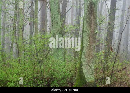 Eichenwald am frühlingshaften nebligen Tag am Morgen Stockfoto