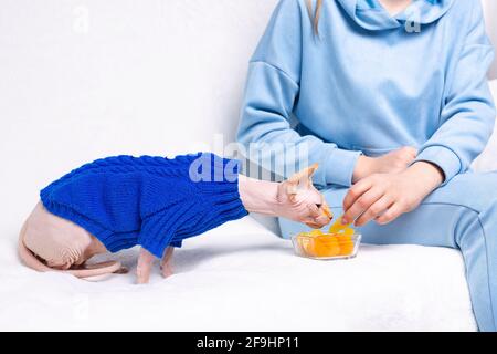 Sphynx Katze zu Hause auf dem weißen Sofa in der Nähe des Besitzers roch knusprige Kartoffelchips. 3/4-Foto von einer Frau, die legere Kleidung trägt. Freizeitgestaltung Stockfoto