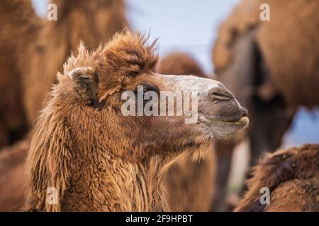 Eine Kamelherde, die die Kamera anschaut Stockfoto