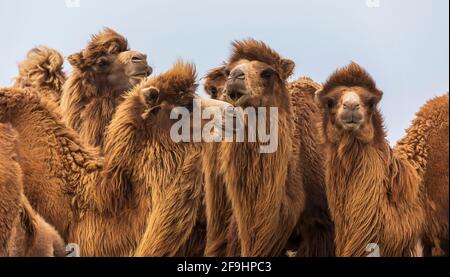 Eine Kamelherde, die die Kamera anschaut Stockfoto