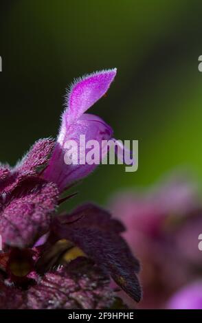 Nahaufnahme der leuchtend rot-violetten röhrenförmigen Blume der toten Brennnessel Stockfoto