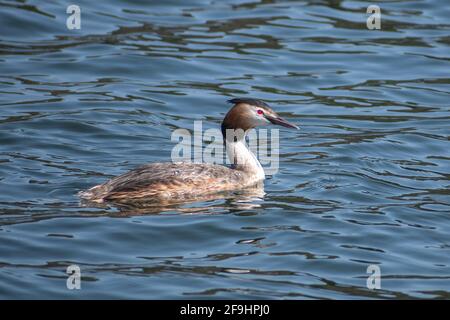 Schöner großer, ausgeruhter Grebe (Podiceps cristatus) Wasservogelfischen im frühen Frühjahr Stockfoto