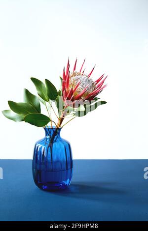 King Protea cynaroides Blume mit Blättern in blauer Glasvase Auf blauem Tisch Stockfoto