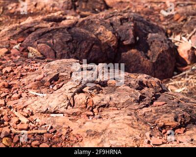 Ringschwanzdrache (Ctenophorus caudicinctus) Karijini-Nationalpark, Westaustralien Stockfoto