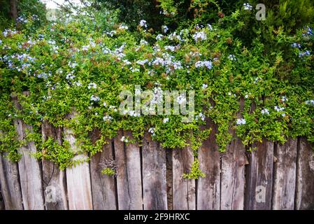 Blaue Blumen von Cape Leadwort auch als Blue Plumbago oder Plumbago Auriculata bekannt Stockfoto