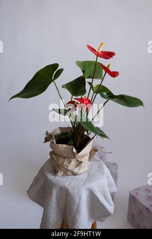 Anthurium im Blumentopf. Anthurium ist eine herzförmige Blume Stockfoto