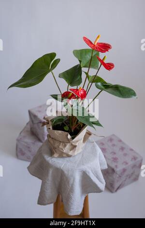 Anthurium im Blumentopf. Anthurium ist eine herzförmige Blume Stockfoto