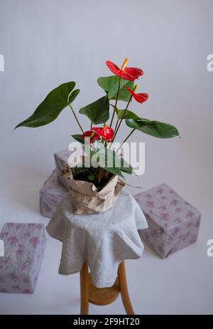 Anthurium im Blumentopf. Anthurium ist eine herzförmige Blume Stockfoto