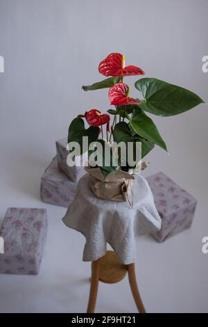 Anthurium im Blumentopf. Anthurium ist eine herzförmige Blume Stockfoto