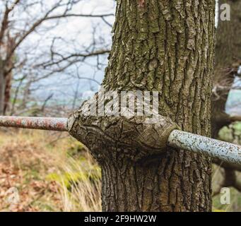 Alte Metall Handlauf in Position gehalten durch Wunde Holz Der Baum, an dem er befestigt war Stockfoto