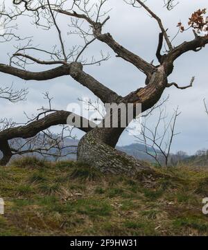 Verdrehter alter Eichenbaum gegen bewölkten Himmel Stockfoto