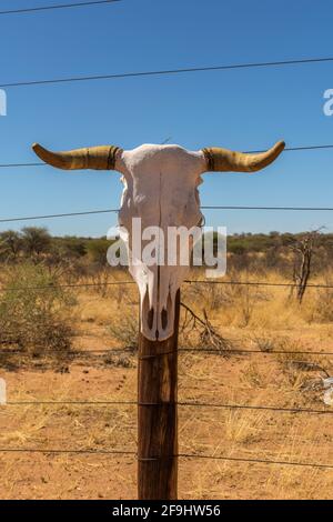 Ein Kuhschädel auf einem Holzpfosten am Rand einer Weide, Namibia Stockfoto